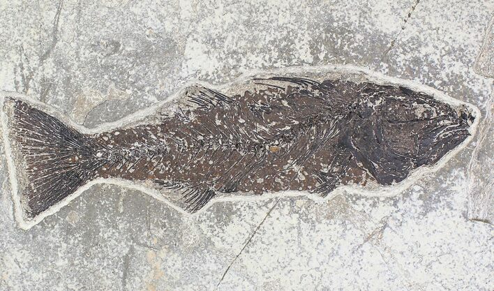 Mioplosus Fossil Fish - Wyoming #20836